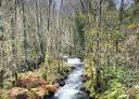 Rapids of the Bustelín river flowing through a dense woodland in the forest