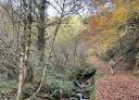 Hiker walking along an autumn trail surrounded by vegetation.