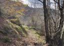Wooded path covered with dry leaves, with tall trees and dense vegetation.