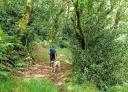 Hiker with dog walking along a path surrounded by vegetation