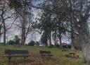 Wooden benches under a large tree in an outdoor seating area with picnic tables.