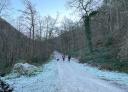 A couple of hikers walking with their dog along a wooded path in winter scenery.