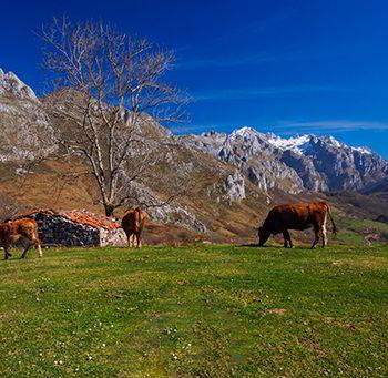 Picos de Europa from Angón in Amieva