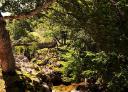 Old stone bridge over a stream amidst lush vegetation and trees