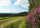 Camino rural bordeado de flores moradas y montañas al fondo bajo cielo parcialmente nublado