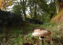 Pilz auf dem Waldboden, umgeben von Moos und Herbstlaub