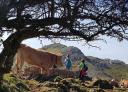 Two hikers walk along a path leaving behind a cow grazing under a tree.