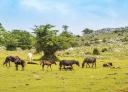 Asturcones grazing in a green field