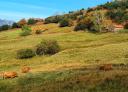 Green meadows with livestock in the picturesque landscape of Picu Zorru