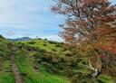 Mountain trail with trees and mountains in the background