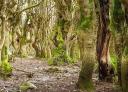 Moss covers the trees on a wooded path that a hiker walks along.