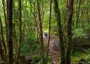 A dirt path runs through a dense green and shady forest.