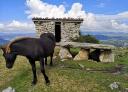An Asturcón horse grazes peacefully next to the dolmen of Merillés on a sunny day.