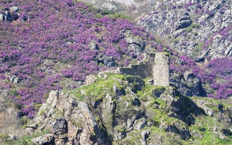 Torreón de Villamorey en Sobrescobio, antigua construcción defensiva de piedra situada sobre un risco, rodeada de laderas cubiertas de matorral en flor de tonos morados y vegetación verde.