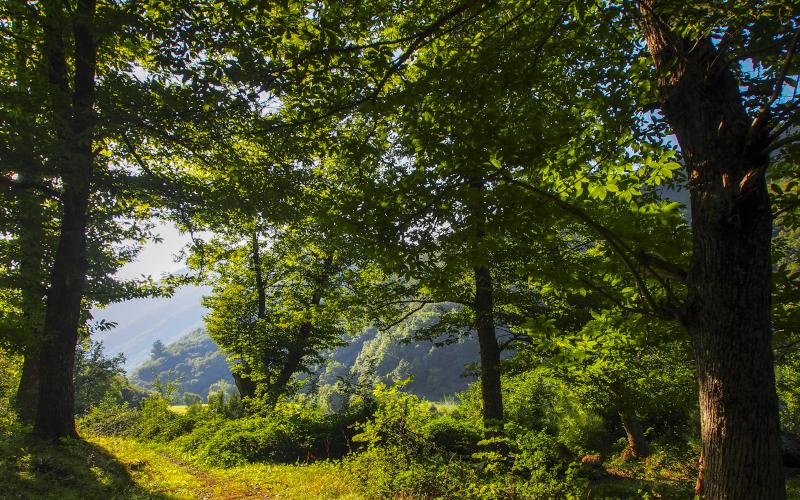 Bosque de Moal con un sendero estrecho y pisado que atraviesa el interior, rodeado de árboles frondosos en tonos verdes; entre las ramas se filtra la luz de un día soleado que ilumina el entorno.