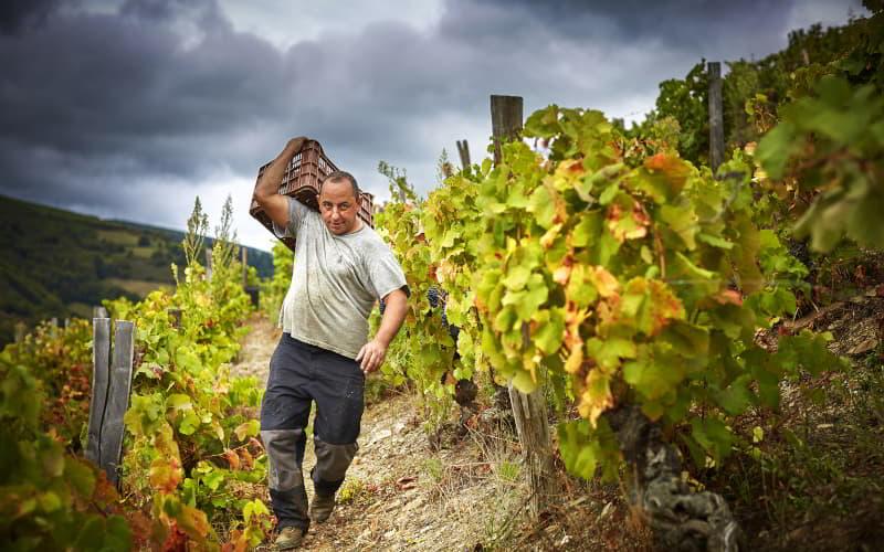 Viñedo con hojas en tonos amarillos y verdes bajo un cielo gris y nuboso, donde un hombre con indumentaria de trabajo, pantalón largo y camiseta de manga corta manchada de tierra, avanza cargando una caja de botellas por un camino entre las vides.