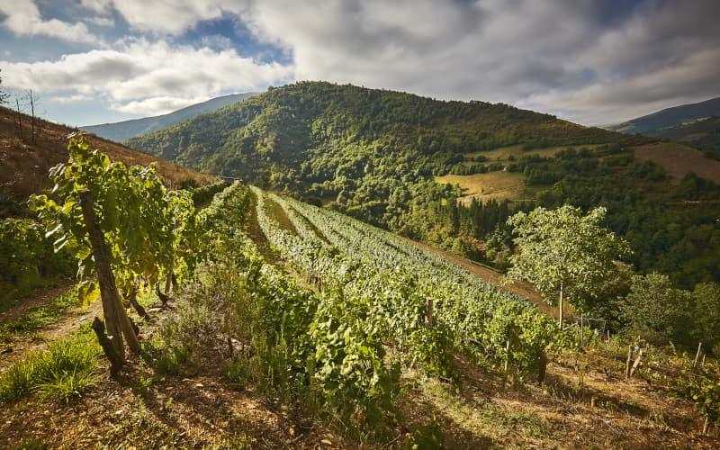 Viñedo en Cangas de Onís que se extiende desde el primer plano hasta el pie de una montaña cubierta de árboles y vegetación, bajo un cielo nuboso entre el que se filtra la luz del sol.