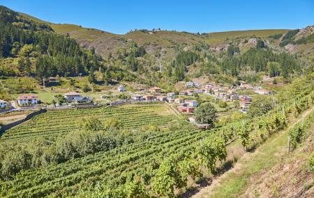 Viñedo - Cangas del Narcea