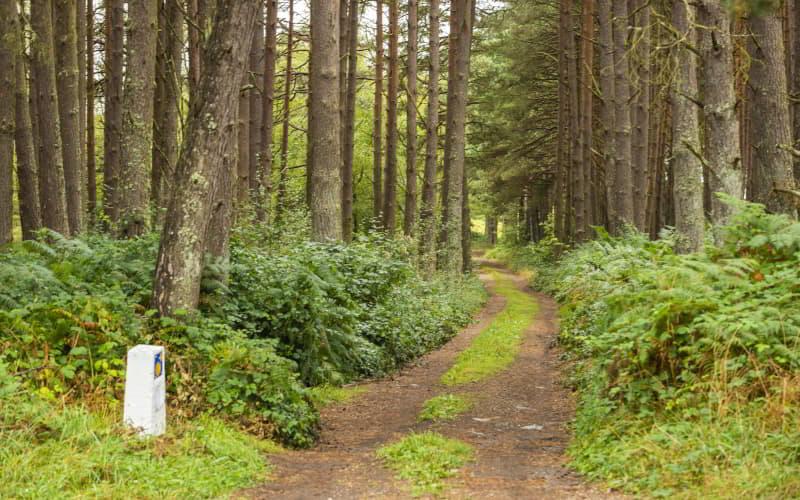 Jakobsweg in Puerto del Palo, umgeben von einem Kiefernwald und dichter Vegetation, mit einem steinernen Wegweiser, der die Route markiert.