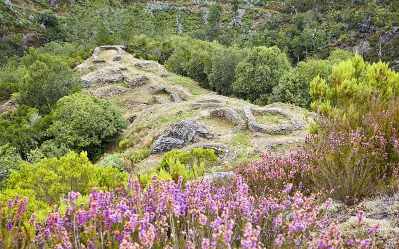 Restos arqueológicos del Castro de Pendia, con estructuras circulares de piedra sobre una loma rodeada de vegetación. En primer plano destacan matorrales y brezos en flor, mientras al fondo se extiende un denso bosque.