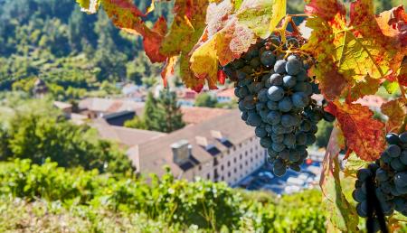 Imagen Enoturismo en Asturias: bodegas, viñedos y fiestas