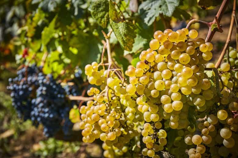 Imagen de algunas variedades de uva del Vino de Cangas