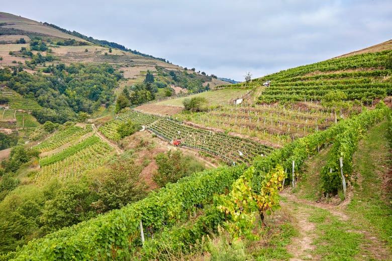 Imagen de viñedos