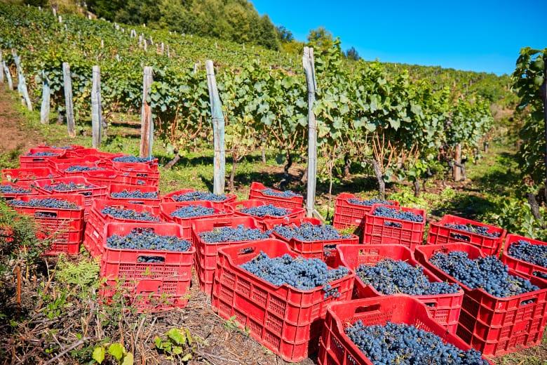 Imagen de la cosecha de la vendimia