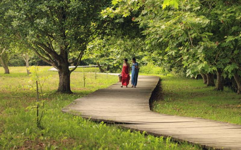 Passadiço de madeira entre árvores e prados no caminho para a praia de Penarronda, em Castropol, com duas pessoas a caminhar à sombra das árvores.