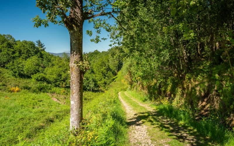 Caminho de terra batida rodeado de vegetação na Senda Verde de San Martín de Oscos, com árvores frondosas e prados sob um céu claro de verão.