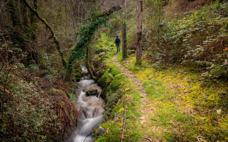 Caminho estreito junto a um riacho no meio de vegetação húmida e musgosa no percurso para a cascata de A Pena do Encanto, em San Tirso de Abres, com uma pessoa a caminhar ao fundo.