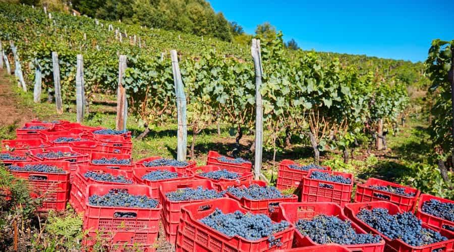 Image of the grape harvest in a mountain vineyard in the southwest of Asturias.
