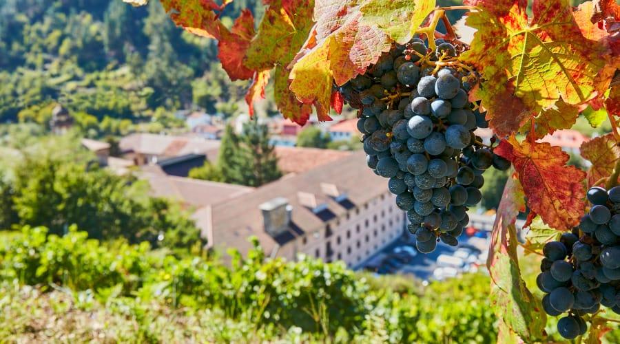 Close-up of a bunch of ripe red grapes in a wine vineyard in Cangas with the Monasterio de Corias in the background.