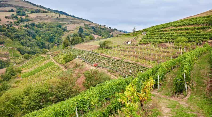 Mountain vineyards in the south-west of Asturias