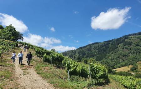 Siluvio Wineries and Vineyards 2