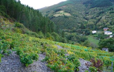 Siluvio Wineries and Vineyards 3