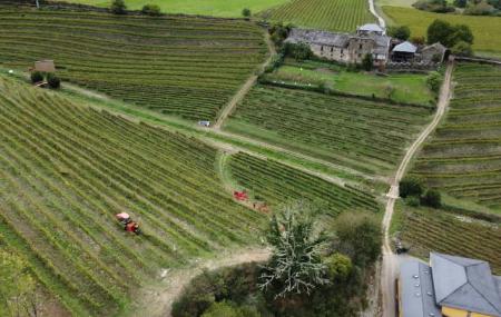 Siluvio Wineries and Vineyards 5