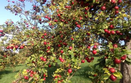 Äpfel - Preiselbeeren und Muñó-Äpfel