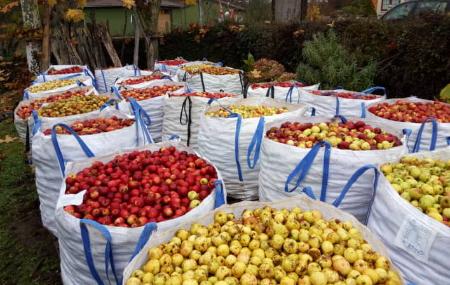 Äpfel - Preiselbeeren und Muñó-Äpfel