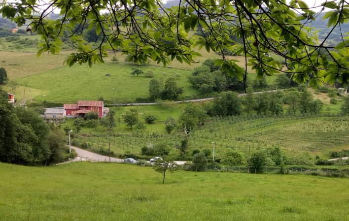 Blick auf eine ländliche Landschaft mit grünen Wiesen, verstreuten Bäumen und einer ordentlichen Plantage im Hintergrund. In der Mitte steht ein rot gefärbtes Haus neben einer Straße, die durch das Gebiet führt, umgeben von Grün und sanften Hügeln. Im Vordergrund rahmen Zweige mit grünen Blättern das Bild bei diffusem Tageslicht ein.