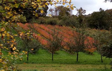 Heidelbeer- und Apfelbaumplantage - Arándanos y Manzanas de Muñó
