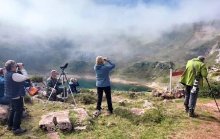 Imagen Brown Bear and Cantabrian Fauna Watching