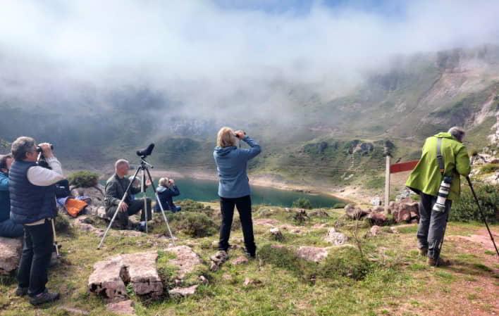 Go to Image Brown Bear and Cantabrian Fauna Watching