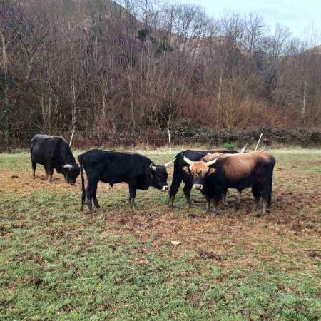 Programación de febrero en el Parque de la Prehistoria de Teverga