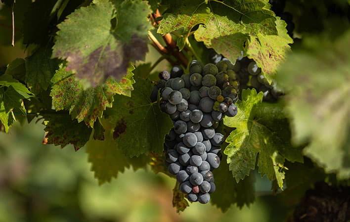 Monasterio de Corias Winery