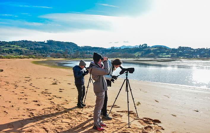 Go to Image Birdwatching in the Villaviciosa Estuary