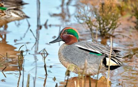 Birdwatching in the Villaviciosa Estuary