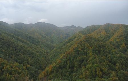 Valgrande beech forest in Lena