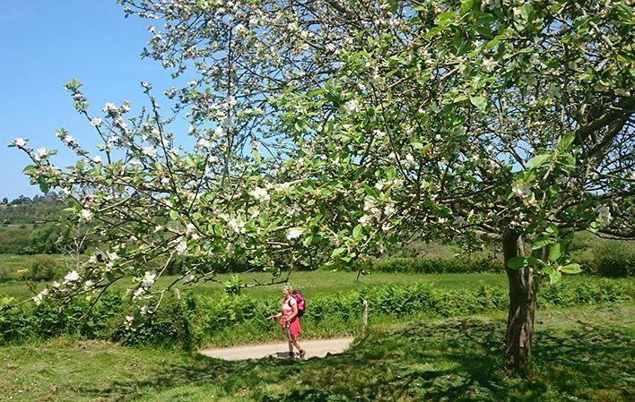 Go to Image Stage 4: Priesca - Casquita