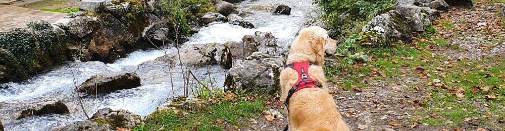View from above of a pet, a light-coloured Labrador Retriever, next to a rocky stream in the Asturian countryside.